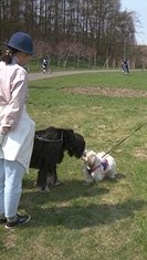 シーズーと会ったサーシャ 2 (写真)
