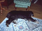 サーシャの写真