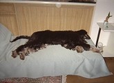 サーシャの写真