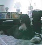 サーシャの写真